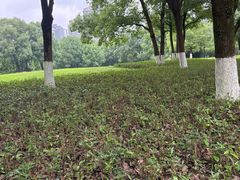 -重庆彩云湖湿地公园