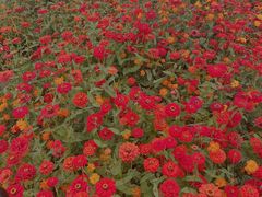 -映月湖中央公园