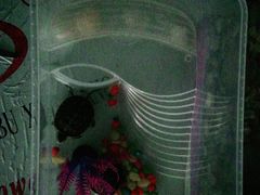 -中环花鸟鱼虫市场