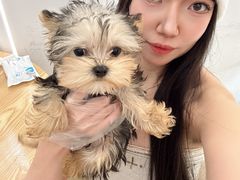 -翊宠yipet猫狗购宠庄园犬舍•猫舍