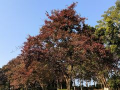 -番禺大夫山森林公园