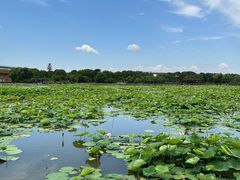 -荷塘月色湿地公园·向阳花洲