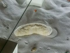 -青岛贝壳博物馆