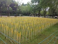-洛阳市隋唐城遗址植物园