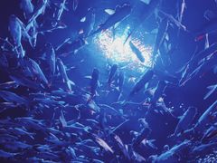 -成都浩海立方海洋公园