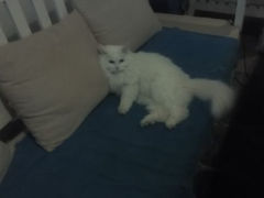 android_upload_pic-Anne猫窝咖啡屋