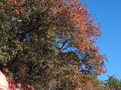 -北京西山国家森林公园