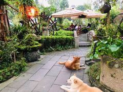 -青城甲(青城山店)