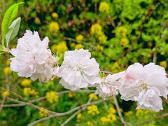 -南汇桃花村