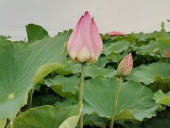 -嘉北郊野公园