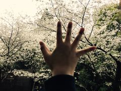 -武汉大学-樱园
