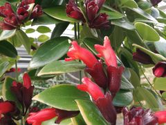 -南宫五洲植物乐园