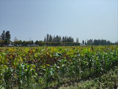 -大莲湖农家乐(青西郊野公园店)