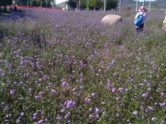 -羊亭河湿地公园