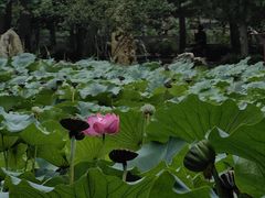 -莲池书院博物馆