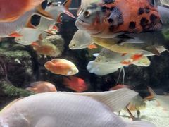 -太平洋海底世界