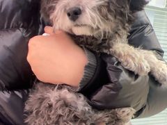 -全心全意连锁动物医院·微创中心·内科急重症·心脏专科(丰管路店)