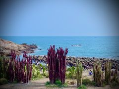 -广东惠东海龟国家级自然保护区