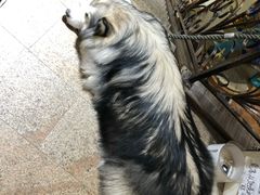 -more than meow吴止猫主题餐厅(承德 中船汇店)