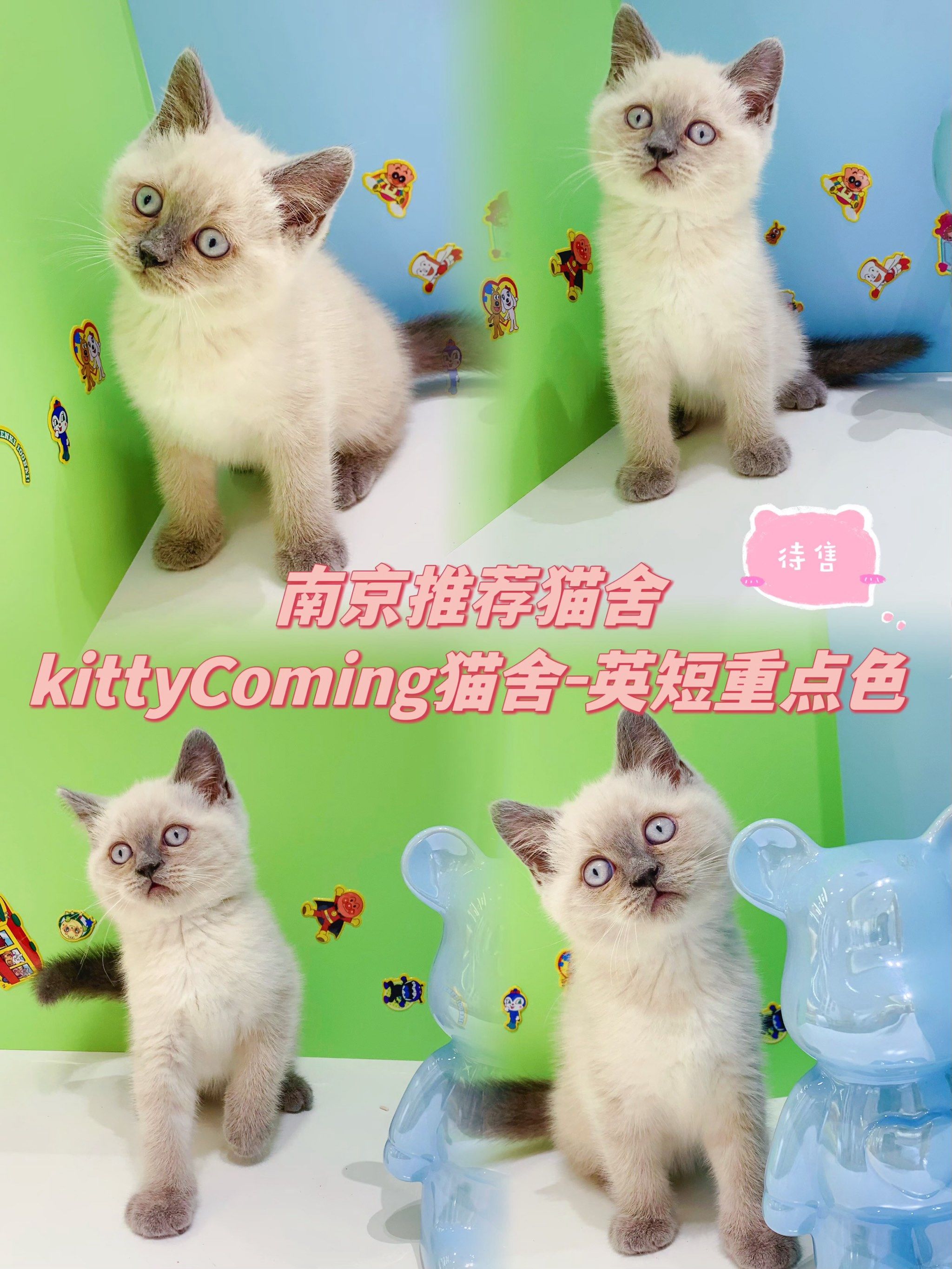 南京靠谱猫舍|英短重点色|365天重疾保障