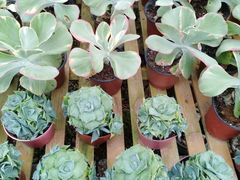 -桂林市花鸟市场