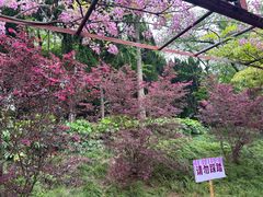 -嘉定紫藤园
