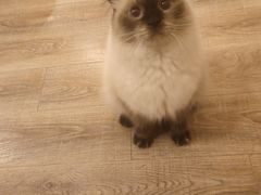 -猫的茶·猫咖