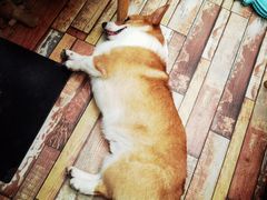 -酷豆宠物咖啡·宠物美食·撸猫馆