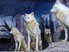 -多彩贵州城极地海洋世界