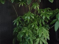 -阿伟海鲜楼·福建菜(涵江店)