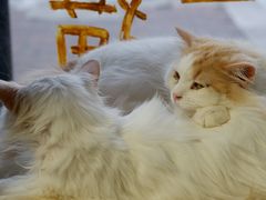 -平行世界·猫咖(首经贸店)