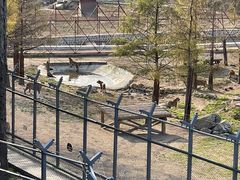 -横道河子东北虎林园