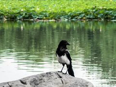 -莲花池公园