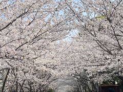 -高东镇樱花园