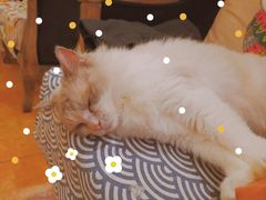 -more than meow吴止猫主题餐厅(承德 中船汇店)