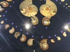 -青岛贝壳博物馆