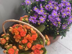 -双季花艺园艺市场(浦东店)