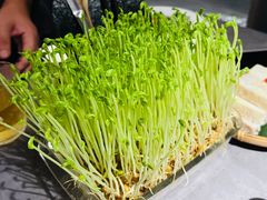 活体鲜豆苗-罗勒家·养生火锅· Bistro(大望路店)
