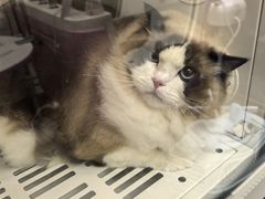 -FAELING PETS美天灵宠物(富力广场店)