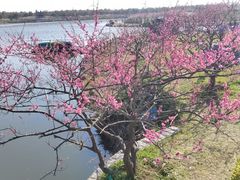 -上海海湾国家森林公园