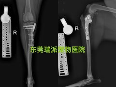 -瑞派宠物医院东莞中心医院·24H转诊·异宠(新河北路院)