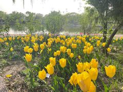 -石家庄市植物园