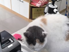 -瑞派宠物医院·24h·骨外科·皮肤科·全科宠物医疗转诊中心(沈阳浑南院)