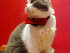 -猫色咖啡·猫咖