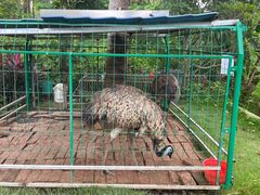 -西双版纳融创皇冠假日度假酒店