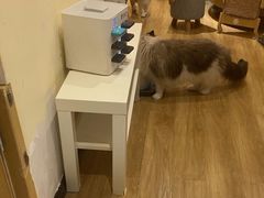 -滚猫咖啡·猫咖·猫友好撸猫(未来城店)