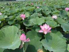 -滕州微山湖红荷湿地景区