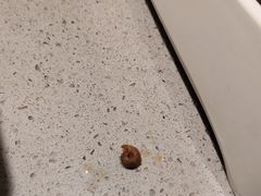 鱼里的蜗牛-半天妖烤鱼(方庄店)