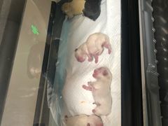 -申普宠物医院·心脏介入·心血管微创(总院)