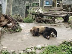 -都江堰中华大熊猫苑